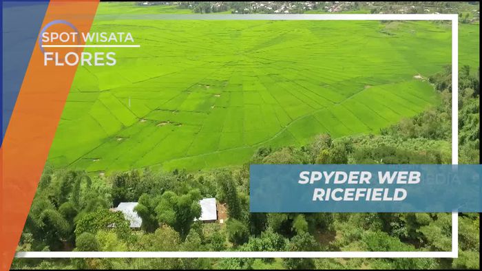 Desa Cancar Ruteng Flores, Terkenal Karena Hamparan Sawah Menyerupai Jaring Laba-laba