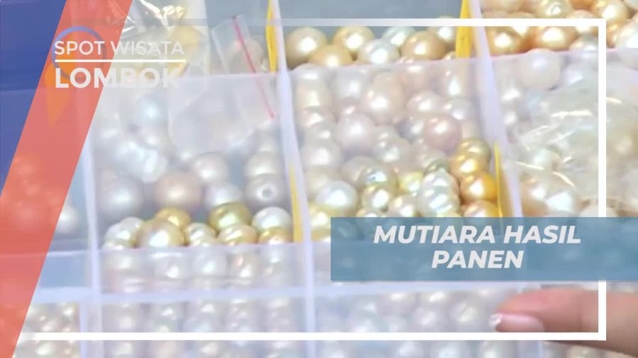 Melihat Koleksi Mutiara yang Cantik dan Berkilau, Lombok