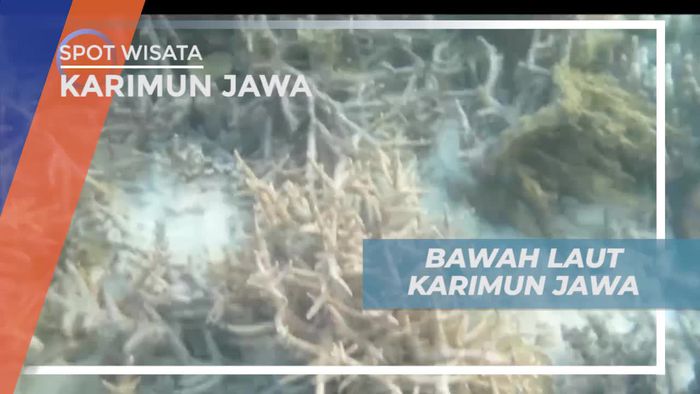 Diving Menikmati Keindahan Pesona Bawah Laut Karimunjawa