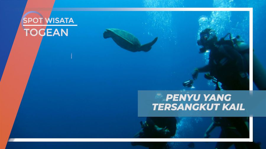 Membantu Penyu yang Tersangkut Kail, Momen Diving di Kepulauan Togean