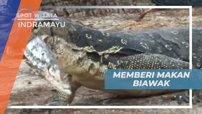 Pengalaman Seru, Memberi Makan Biawak Secara Langsung, Indramayu