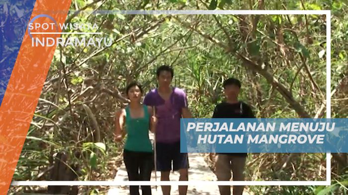 Berpetualang Menyusuri Lebatnya Hutan Mangrove, Indramayu