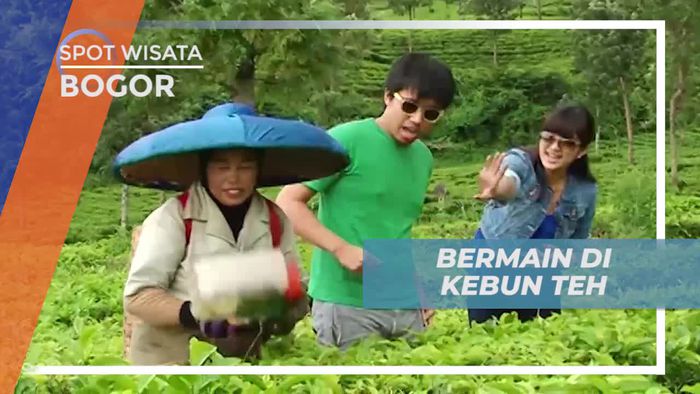 Menikmati Keindahan Hamparan Kebun Teh di Bogor