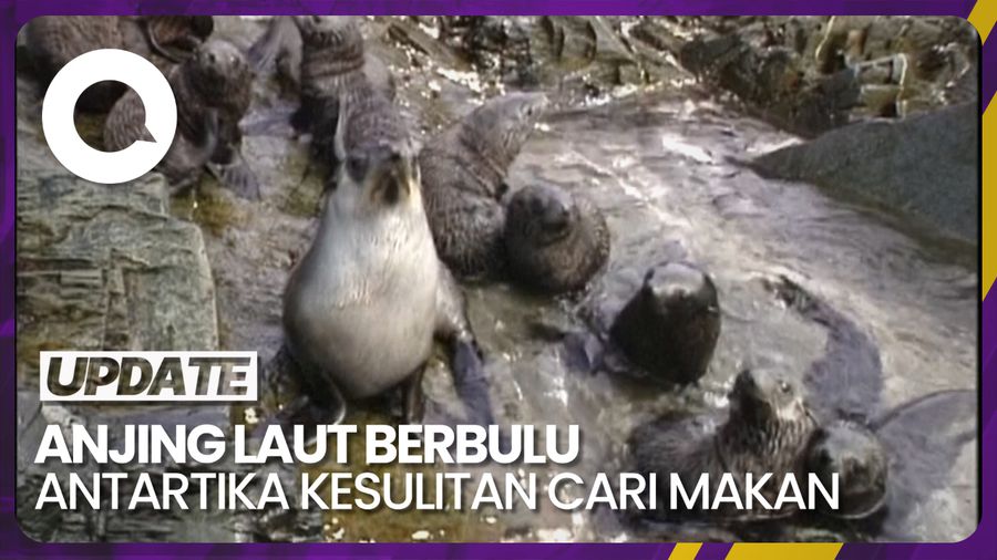 Populasi Anjing Laut Antartika Terancam Menurun Imbas Kurang Makanan