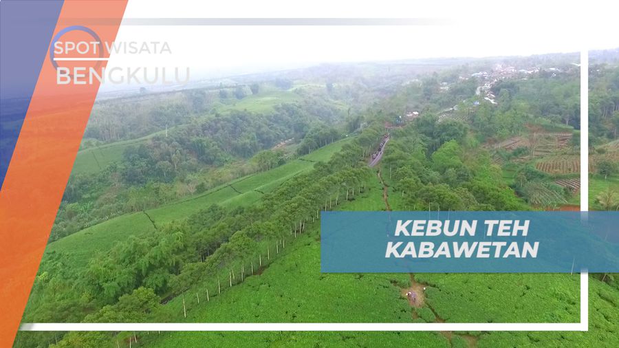 Melepas Penat Dengan Berkunjung ke Kebun Teh Kabawetan Bengkulu