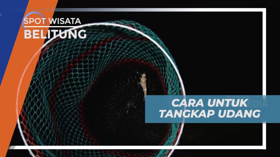 Cara Berburu Udang Ala Warga Pantai Pulau Bayan, Belitung