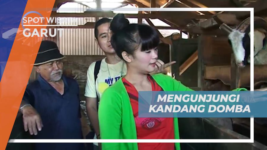 Menjelajahi Tiap Sudut Kandang Domba Garut di Peternakan, Garut