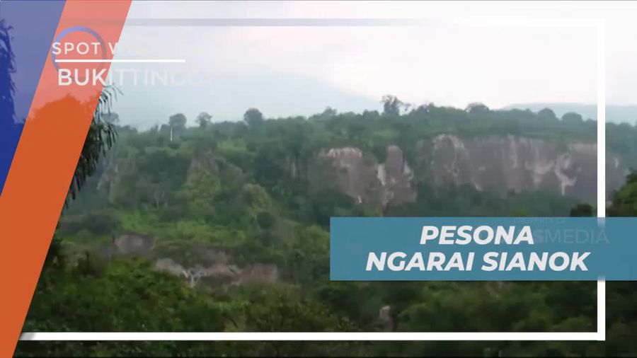 Melihat Monyet Liar yang Hidup Bebas di Lembah Ngarai Sianok Bukittinggi