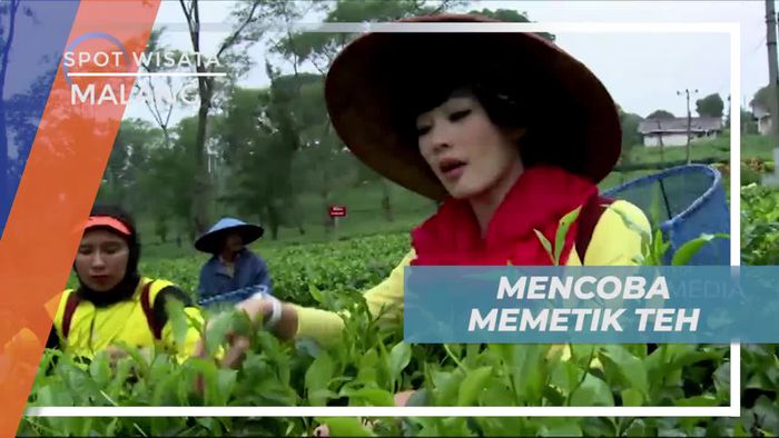 Wisata Agro Wonosari Kota Malang, Mencoba Memetik Teh