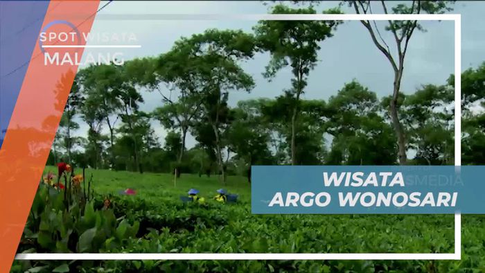 Hamparan Hijau Kebun Teh Wisata Agro Wonosari Kota Malang