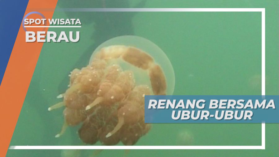 Pengalaman Tak Terlupa, Berenang Bebas Bersama Ubur-ubur di Pulau Kakaban, Berau