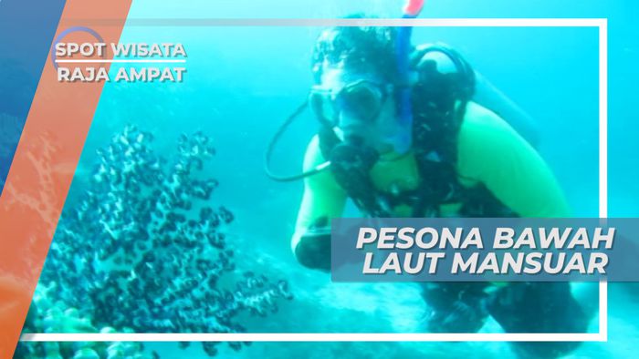 Menyelami Pesona Keindahan Bawah Laut Mansuar yang Menakjubkan, Raja Ampat