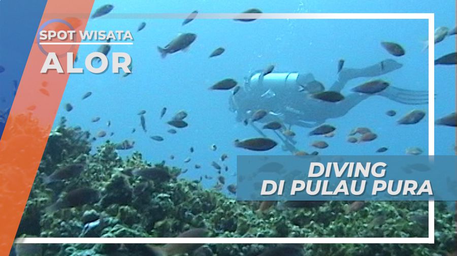 Menjelajahi Indahnya Pemandangan Bawah Laut Pulau Pura yang Mempesona, Alor
