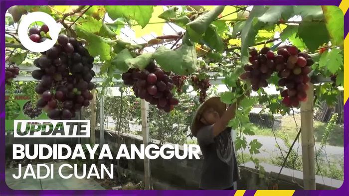 Budidaya Anggur di Pekarangan Rumah Jadi Cuan Jutaan Rupiah