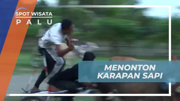 Keseruan Menonton Adu Cepat Karapan Sapi di Kota Palu