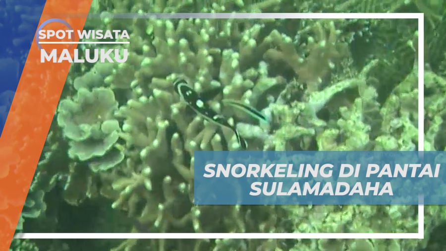 Mengintip Pesona Keindahan Surga Bawah Laut Pantai Sulamadaha, Maluku Utara
