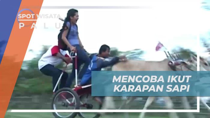 Uji Keberanian Mencoba Ikut Karapan Sapi di Kota Palu