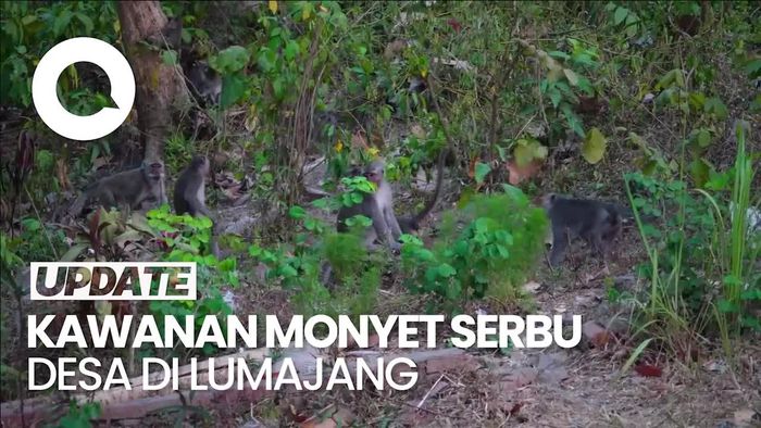 Kawanan Monyet Liar Serbu Padi dan Pisang Milik Warga Lumajang