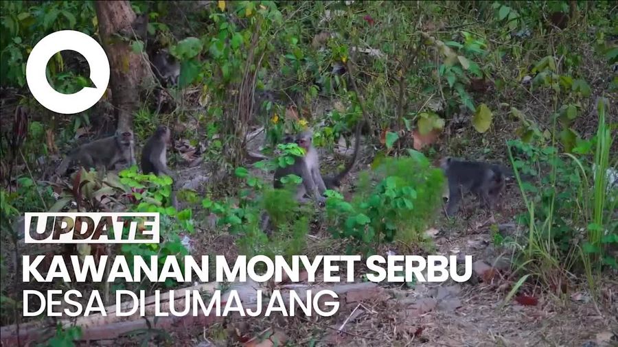 Kawanan Monyet Liar Serbu Padi dan Pisang Milik Warga Lumajang