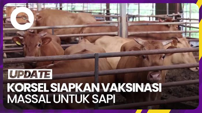 Korea Selatan Siapkan Vaksinasi Massal untuk Atasi Penyakit Kulit pada Sapi