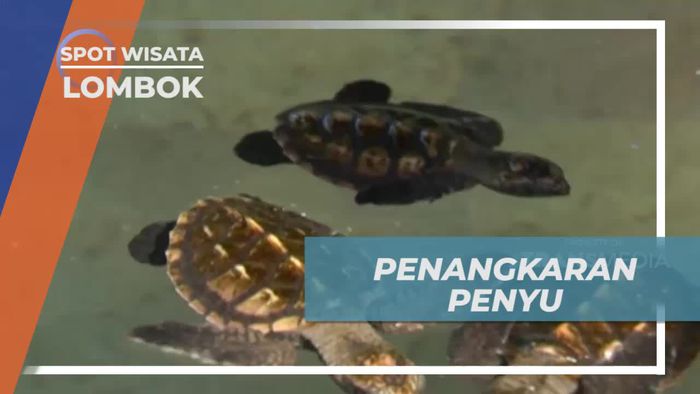 Bertemu Dengan Tukik Lucu di Penangkaran Penyu Lombok