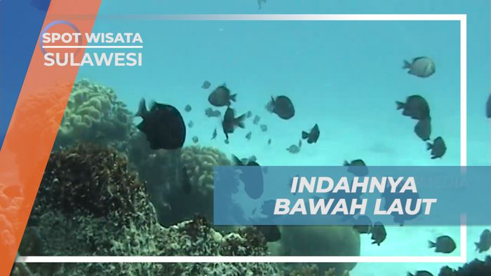 Menikmati Pesona Keindahan Bawah Laut Pulau Selayar yang Mempesona, Sulawesi Selatan