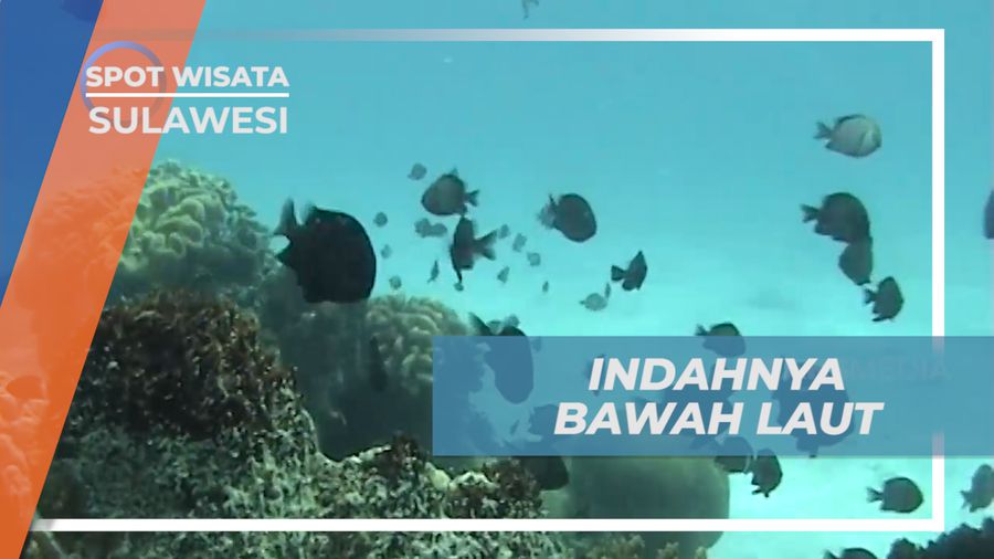 Menikmati Pesona Keindahan Bawah Laut Pulau Selayar yang Mempesona, Sulawesi Selatan