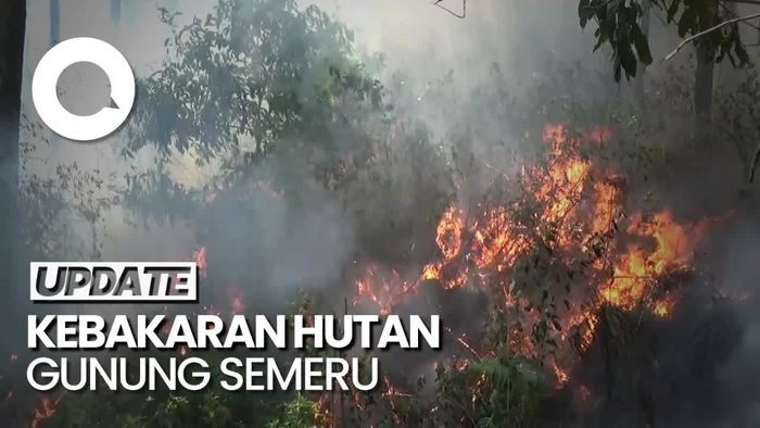 Hutan Pinus di Kaki Gunung Semeru Terbakar