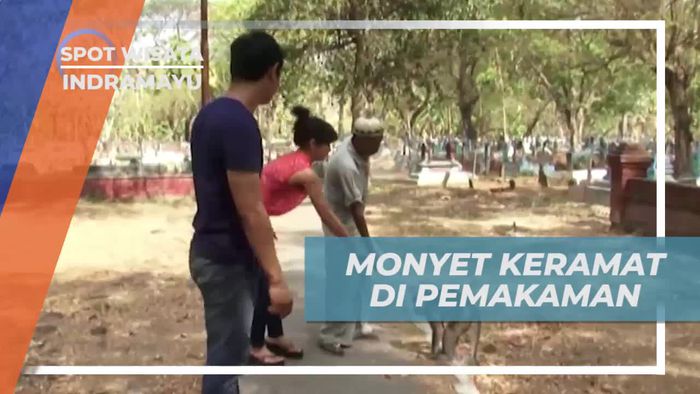 Melihat Populasi Monyet Penghuni Pamakaman Banjar Indramayu