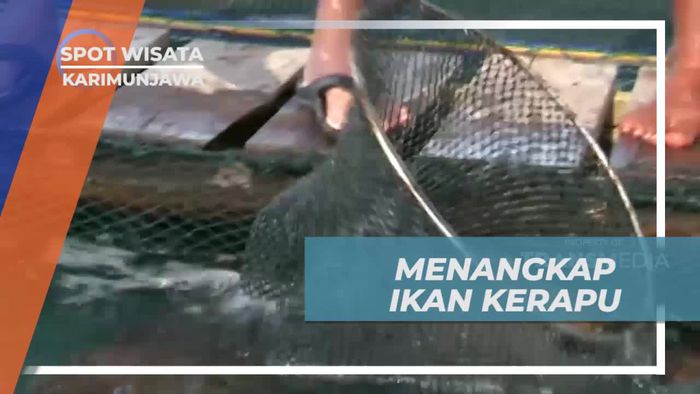 Menyerok Dengan Jaring, Mencoba Menangkap Ikan Kerapu Karimunjawa
