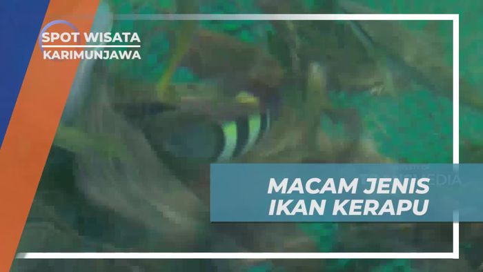 Macan Hingga Bebek, Mengenal Aneka Jenis Ikan Kerapu di Karimunjawa