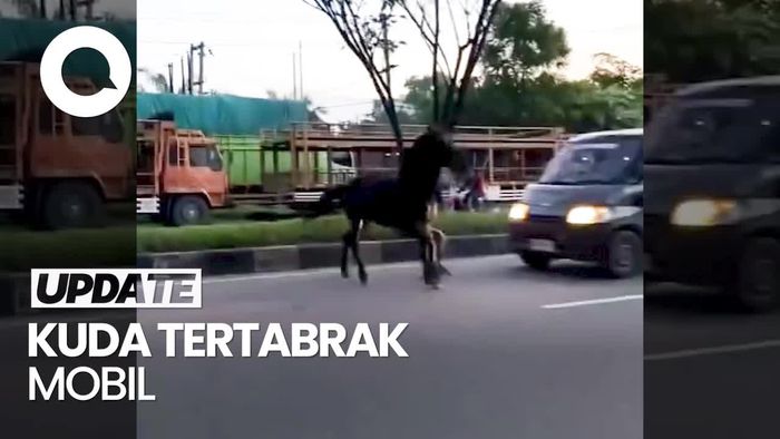 Detik-detik Kuda Kabur dari Wahana di Pekanbaru hingga Tertabrak Mobil