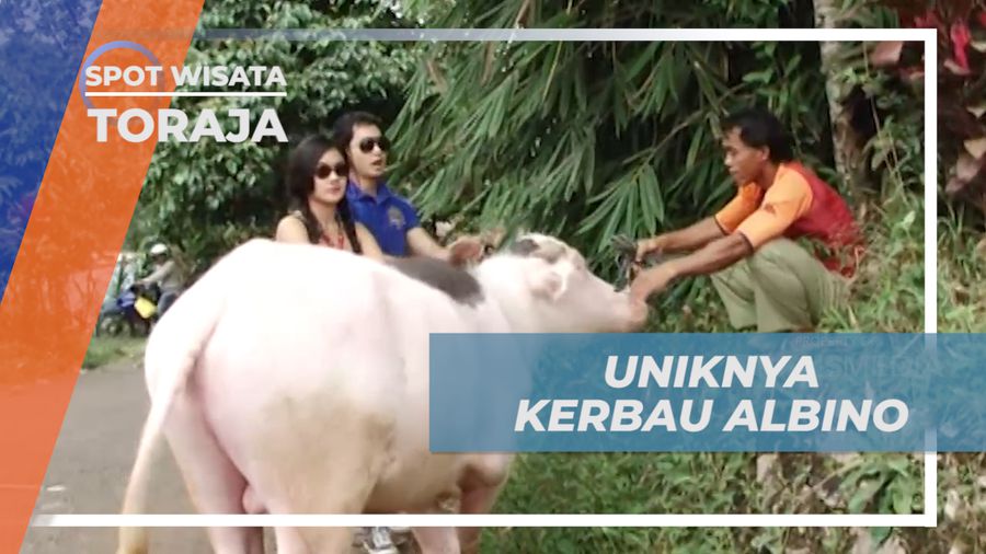 Mengenal Lebih Dekat Kerbau Albino yang Unik di Toraja