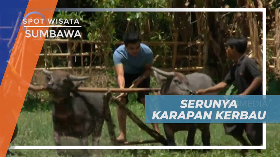 Momen Seru-seruan Menjadi Joki Karapan Kerbau di Sumbawa