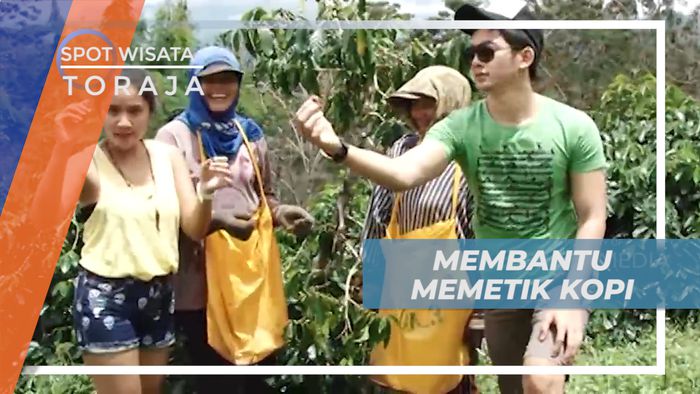 Membantu Petani Memetik Kopi di Perkebunan Toraja