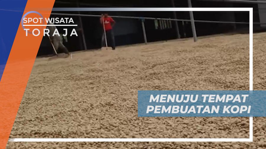 Melewati Perkebunan Menuju Tempat Pembuatan Kopi Toraja