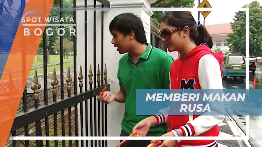 Memberi Makan Rusa Dengan Wortel Segar di Pagar Istana Bogor
