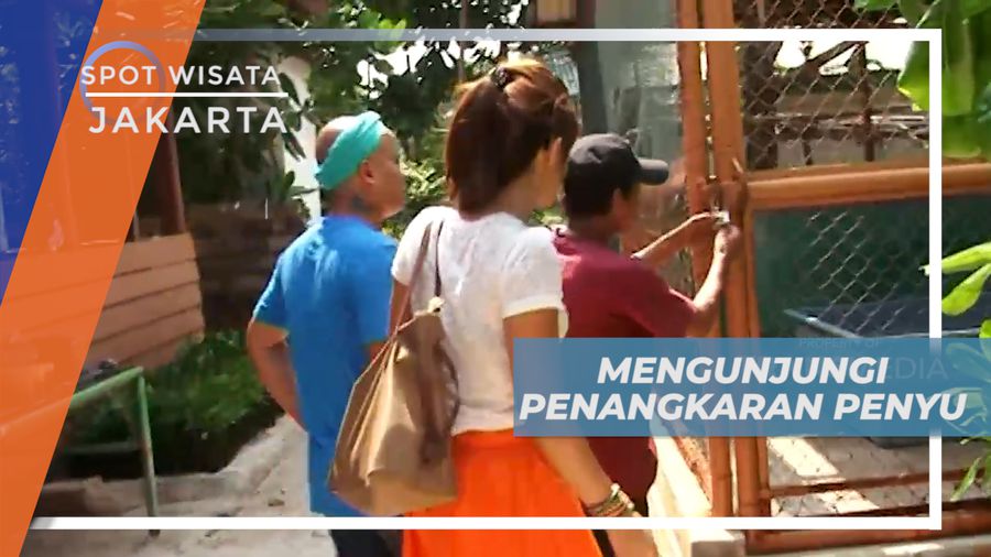 Vacation Seru, Mengunjungi Penangkaran Penyu Sisik di Kepulauan Seribu, Jakarta