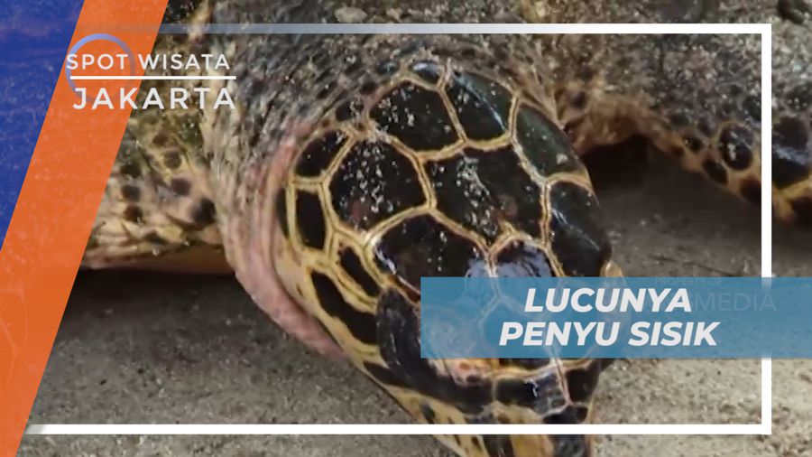 Mencoba Memegang Penyu Sisik yang Lucu Menggemaskan, Jakarta