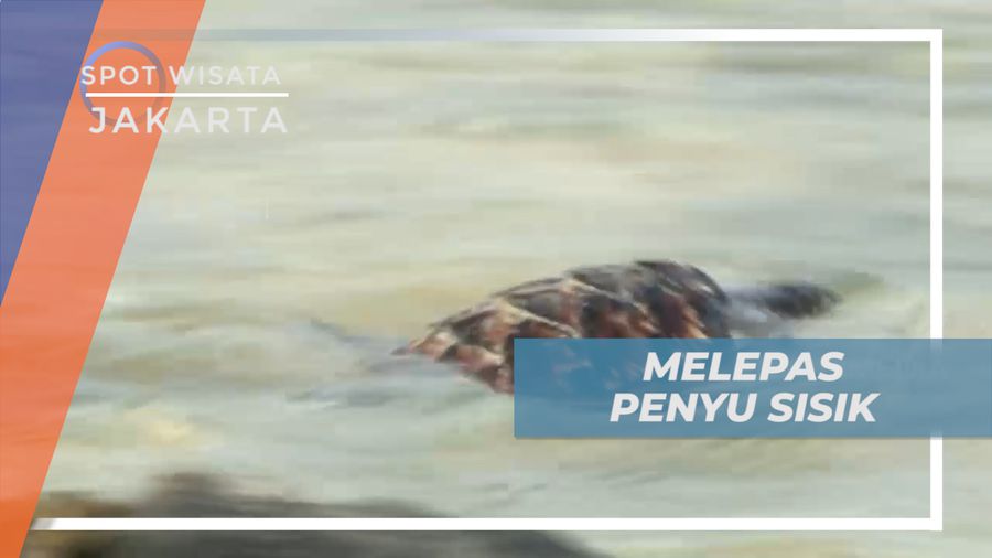 Pengalaman Berharga, Melepas Penyu Kembali ke Alam, Jakarta