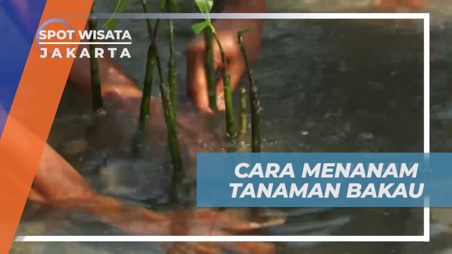 Serunya menanam Tanaman Bakau di Pesisir Pantai, Jakarta
