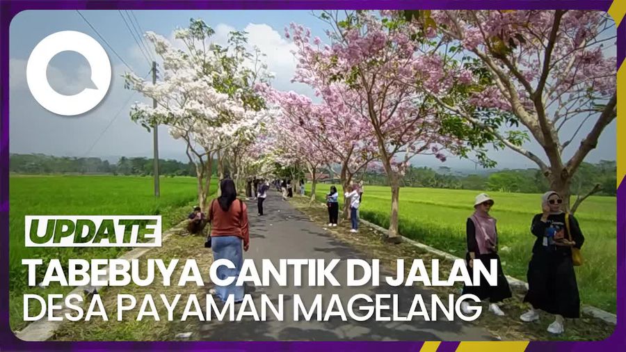 Jalan Desa Payaman Magelang Jadi Spot Selfie Sejak Tabebuya Bermekaran