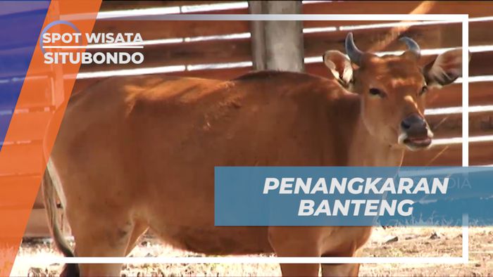 Mengunjungi Tempat Penangkaran Banteng di Savana Bekol, Banyuwangi