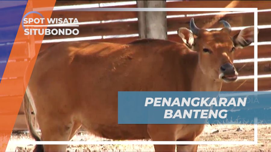 Mengunjungi Tempat Penangkaran Banteng di Savana Bekol, Banyuwangi