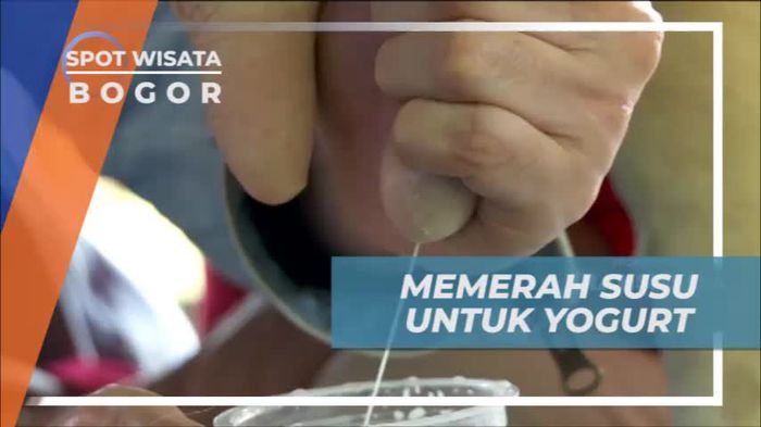 Belajar Cara Perah Susu Untuk Membuat Yogurt, Bogor