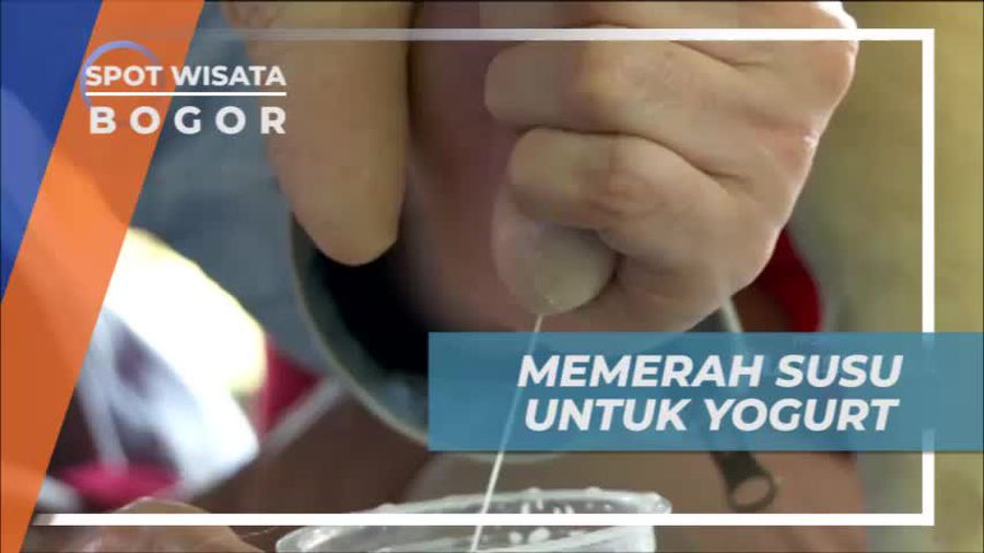Belajar Cara Perah Susu Untuk Membuat Yogurt, Bogor
