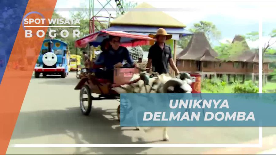 Naik Delman Imut yang Ditarik Oleh Domba, Bogor