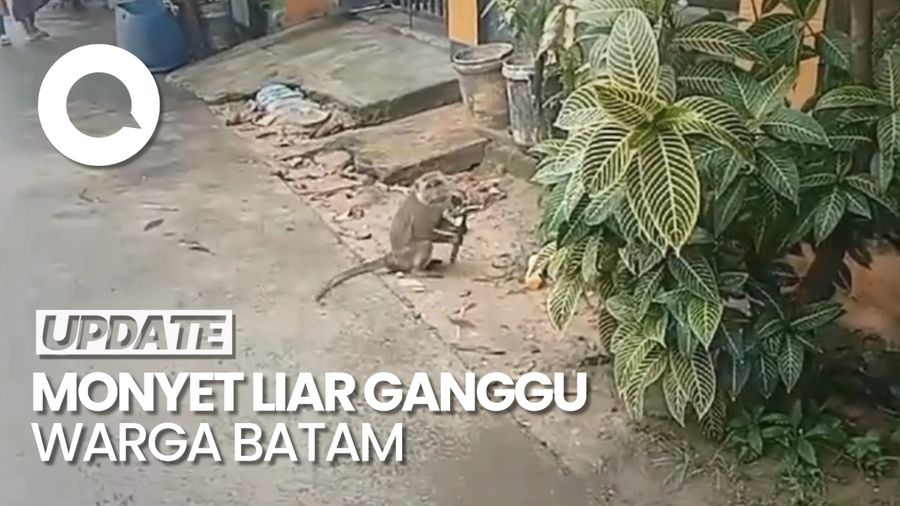Monyet Liar Ganggu Permukiman Warga Batam, Ada yang Sempat Bawa Pisau