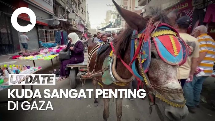 Ketika Kuda Menjadi yang Paling Berharga di Gaza