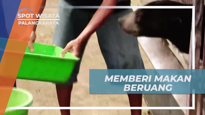 Memberanikan Diri Memberi Makan Beruang di Palangkaraya